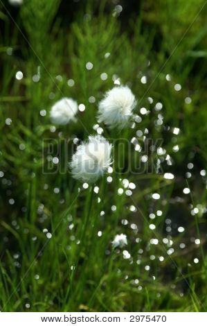 ดอกไม้สีขาว