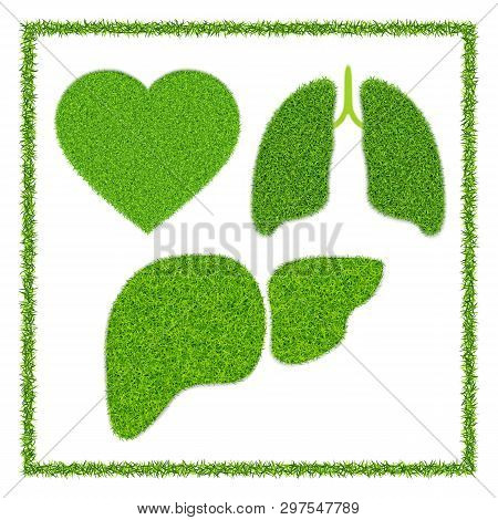 Heart, Lungs And Liver. Human Organs With Green Grass Texture. With Grass Frame Isolated On White Ba