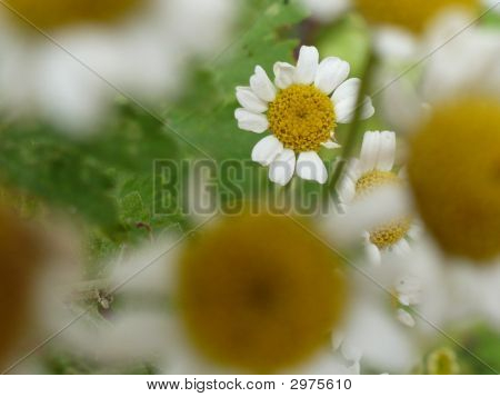 ลิตเติ้ลเดซี่