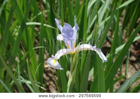 Close View Of Violet Flower Of Iris Spuria