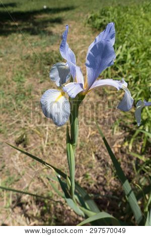 Closeup Of Pale Blue Flower Of Iris Spuria