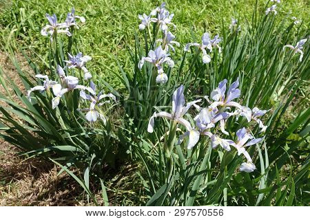 Large Violet Flowers Of Iris Spuria In Spring