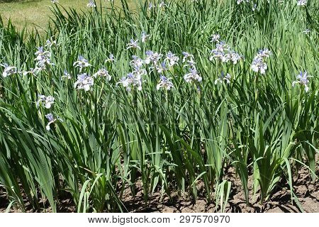 Lavender Colored Flowers Of Iris Spuria In May
