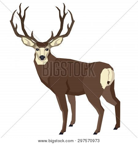 Wild Animals Vector Illustration Of A Mule Deer Isolated Object Geometric Style Set