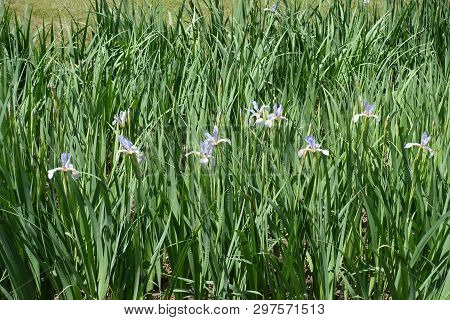 Light Violet Flowers In The Leafage Of Iris Spuria