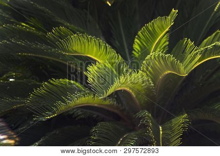 Closeup Leaves Mallorca Endemic Fan Palm Chamaerops Humilis