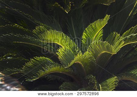 Closeup Leaves Mallorca Endemic Fan Palm Chamaerops Humilis