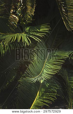 Closeup Leaves Mallorca Endemic Fan Palm Chamaerops Humilis