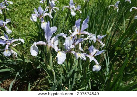 Some Pale Violet Flowers Of Iris Spuria In Spring