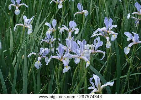 Violet Flowers Of Iris Spuria In May