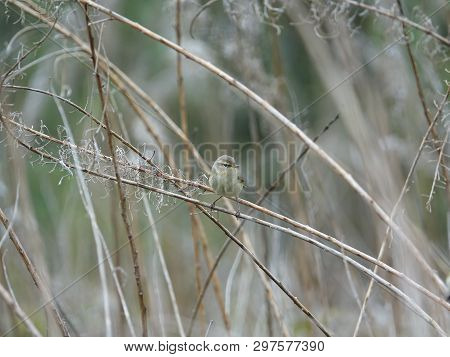Chiffchaff ( Phylloscopus Collybita) Perched On An Old Plant Stem