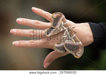 Close Up Tropical Butterfly On Woman Hand.