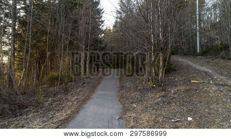 Pine Forest In The Beginning Of Spring. Forest After Winter Landscape.