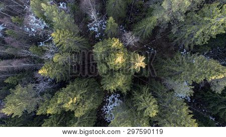 Aerial Photography Of A Forest In Winter
