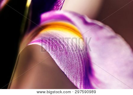 Pretty Soft Petal Of Purple Tender Iris