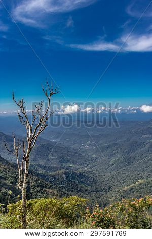 Single Dry Tree With Lovely Blue Sky And Green Hills Covered With Forests .