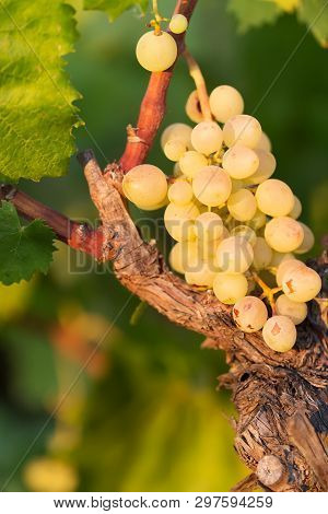 White Wine Grapes On A Bright Sunny Day In A Vineyard In Salento, Apulia, Italy, Selective Focus