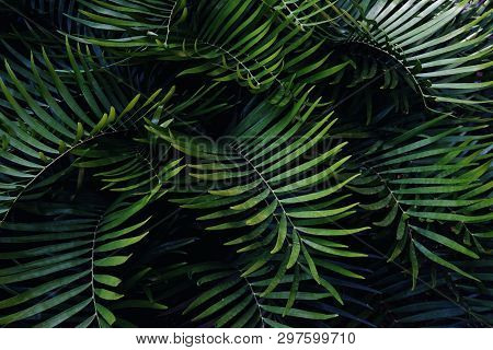 Green Betel Palm Leaf Pattern, Natural Texture Background Concept, Copy Space