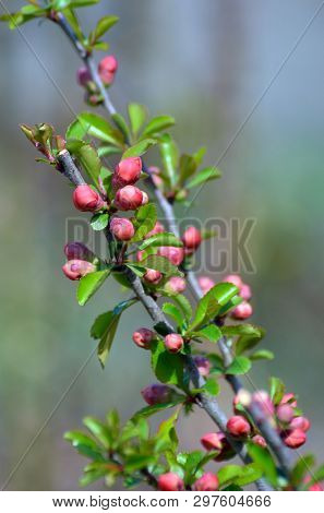Japanese Quince or Chaenomeles japonica. Flowers of Chaenomeles japonica in the spring garden