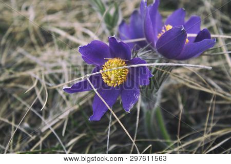 Pasque Flower. Blue Flowers In Spring. Floral Background.