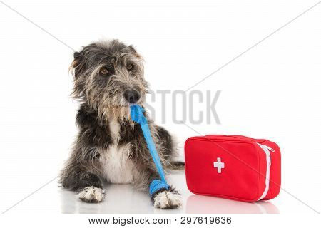Sick Dog. Injured And Funny Black Puppy Lying Down Bitting And Removing A Blue Bandage Or Elastic Ba