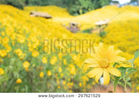 Landscape Of Yellow Flower Field.tree Marigold Or Maxican Sunflower Field (dok Buatong In Thai ) At 