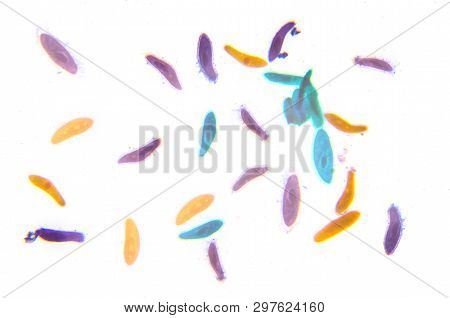 Microscopy Photography. Paramecium Group . Scientific Microscopic Image.
