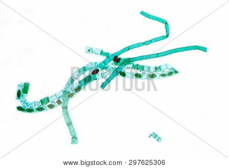 Microscopic View Of Spirogyra Algae. Scientific Image.