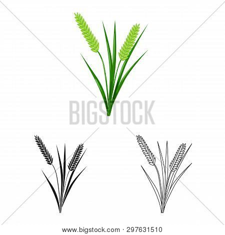 Vector Illustration Of Grain And Rice  Logo. Collection Of Grain And Garden Stock Vector Illustratio