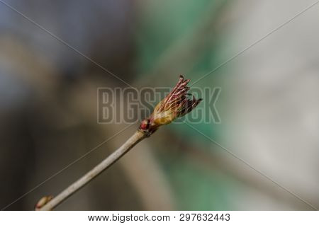 Viburnum Plicatum Leaves Opening In Early Spring