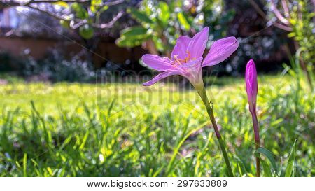 Close-up Photography Of A Cuban Zephyr Lily And A Bud In A Meadow. Captured At The Andean Mountains 