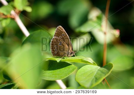 Close-up Of A Butterfly, Rambling On A Plant
