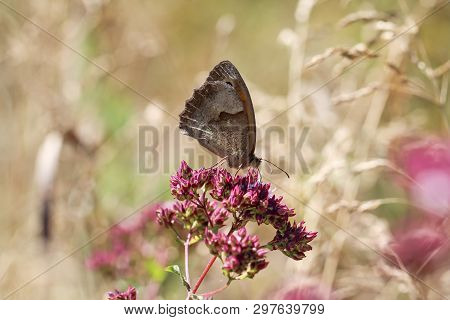 Close-up Of A Butterfly, Rambling On A Plant