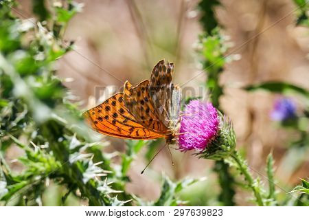 Close-up Of A Butterfly, Rambling On A Plant