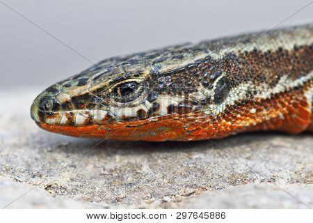 Common Wall Lizard, Male In Mating Season ( Podracis Muralis )