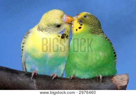 Budgie mignon paire