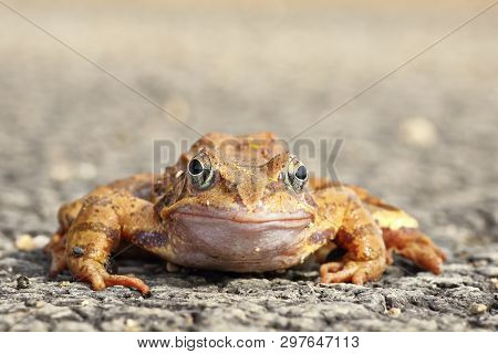 Full Length Agile Frog Looking At The Camera ( Rana Dalmatina )