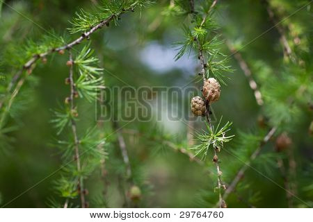 Relax nel verde larice: closeup di fogliame di larice (Larix decidua) con coni (foc selettiva