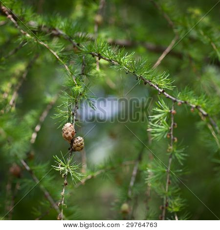 Relaxing larch greenery: closeup of European larch (Larix decidua) foliage with cones (selective focus)