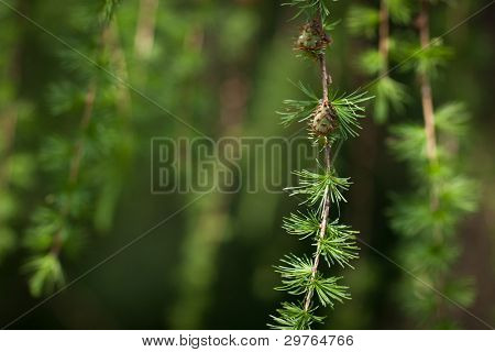 Relax nel verde larice: closeup di fogliame di larice (Larix decidua) con coni (foc selettiva