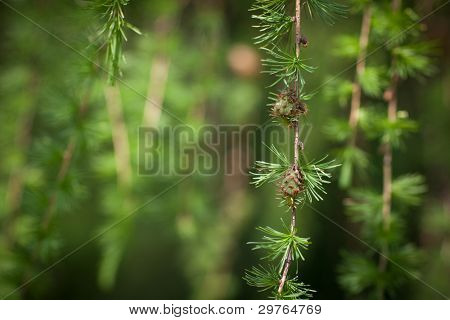 Relax nel verde larice: closeup di fogliame di larice (Larix decidua) con coni (foc selettiva