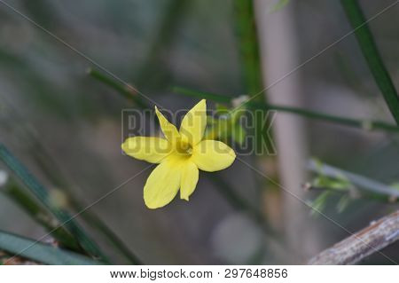 Winter Jasmine - Latin Name - Jasminum Nudiflorum