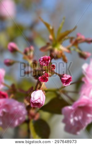 Japanese Flowering Cherry Kanzan - Latin Name - Prunus Serrulata Kanzan