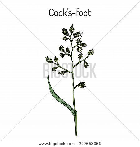 Cock S-foot, Orchard Or Cat Grass Dactylis Glomerata , Medicinal Plant. Hand Drawn Botanical Vector 