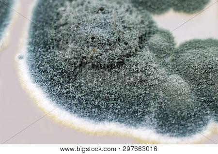 Colonies Of Penicillium Fungi Grown On Sabouraud Dextrose Agar. Penicillium Is A Mold Fungus That Ca