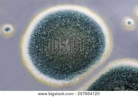 Colonies Of Penicillium Fungi Grown On Sabouraud Dextrose Agar. Penicillium Is A Mold Fungus That Ca