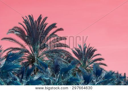 Surrealistic Abstract Mallorca Endemic Fan Palm Chamaerops Humilis Lush Leaves Against Pink Skies