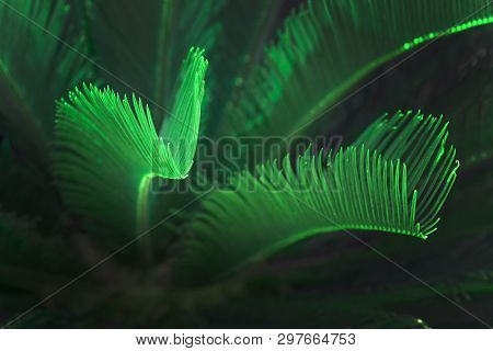 Surrealistic Abstract Green Glow Mallorca Endemic Fan Palm Mallorca Endemic Fan Palm Chamaerops Humi
