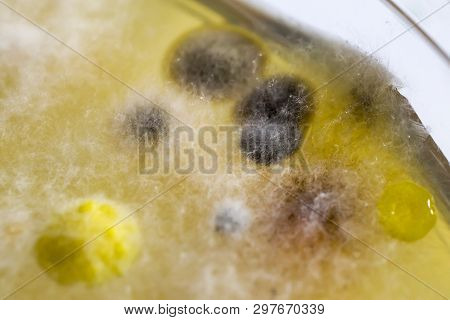 Colonies Of Different Bacteria And Mold Fungi Grown From Indoor Air On Petri Dish With Nutrient Agar
