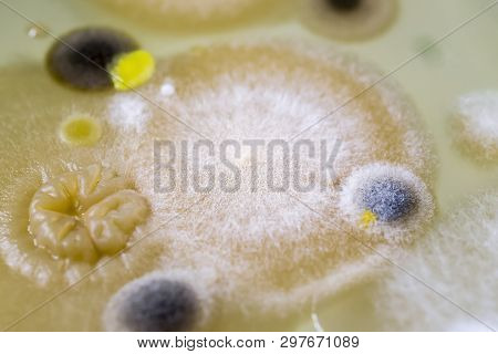 Fungal Contamination Of Indoor Air. Mold Colonies Grown On Petri Plate. Environmental Microbiology S